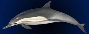 Delfín de Fraser