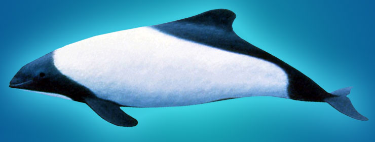 Delfín pío